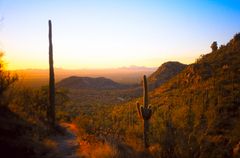 saguaro 