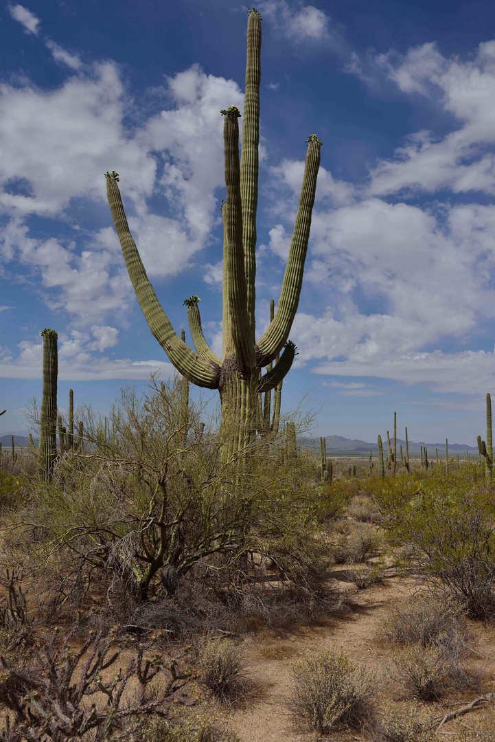 Saguaro