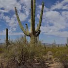 Saguaro