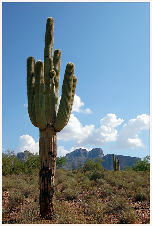 Saguaro...