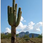 Saguaro...