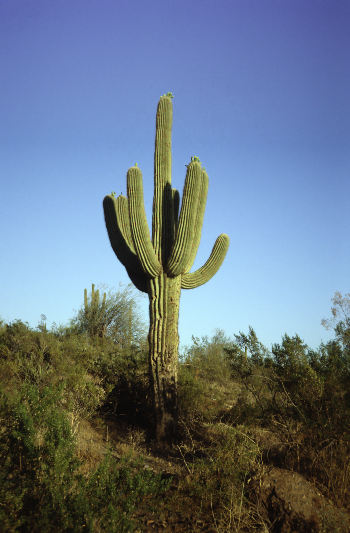 Saguaro