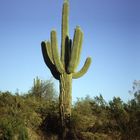 Saguaro