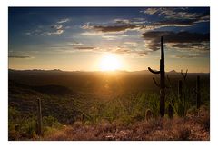 Saguaro 5