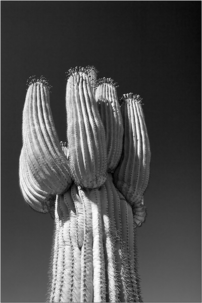 Saguaro