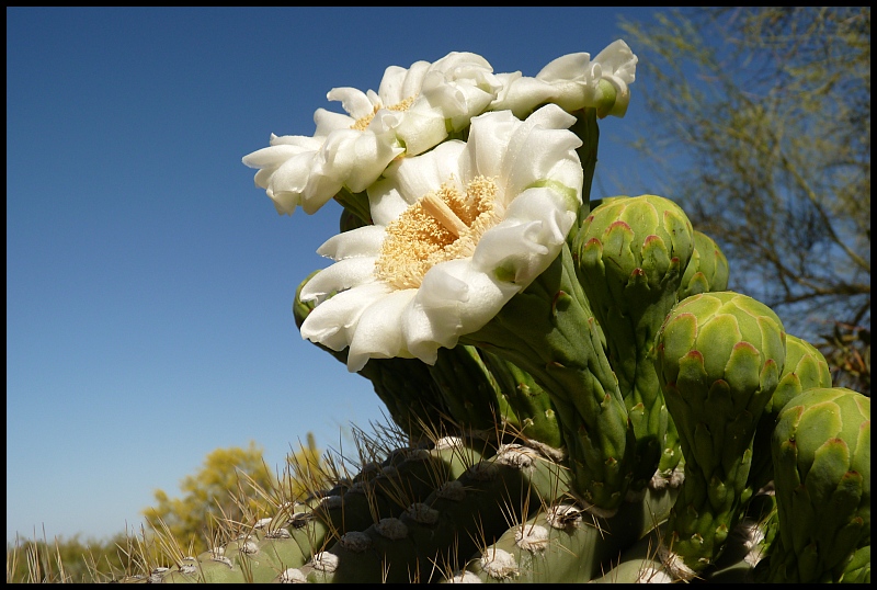 Saguaro