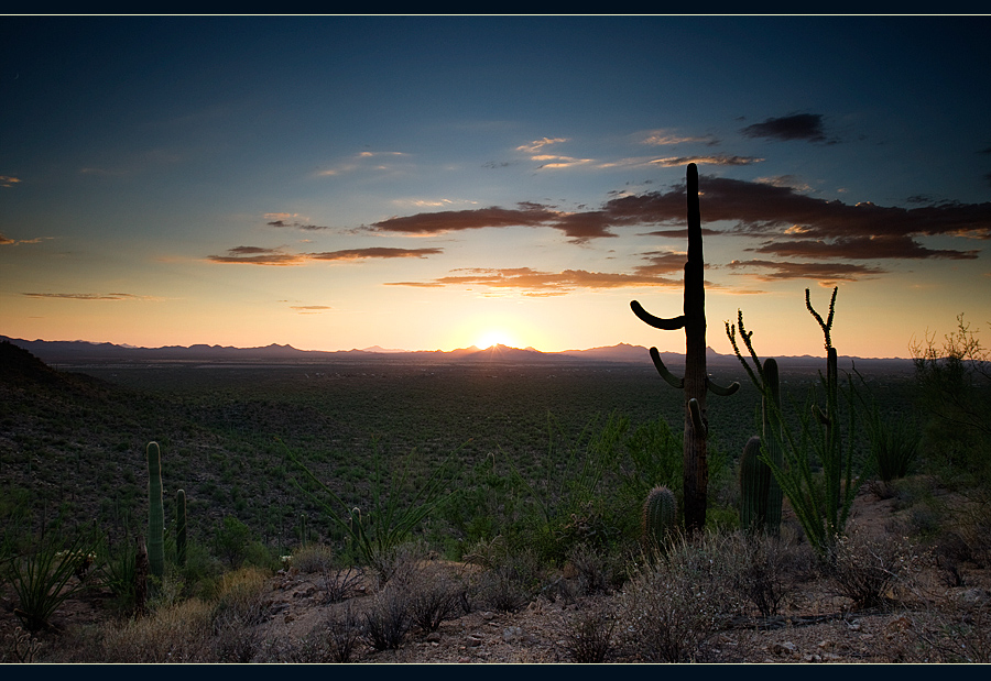 Saguaro 7