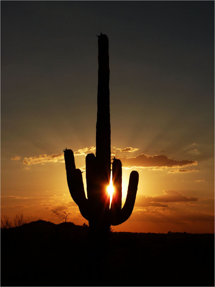 Saguaro