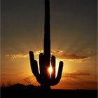 Saguaro