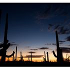 Saguaro 8