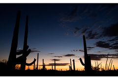 Saguaro 8