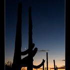 Saguaro 9