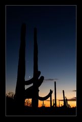 Saguaro 9