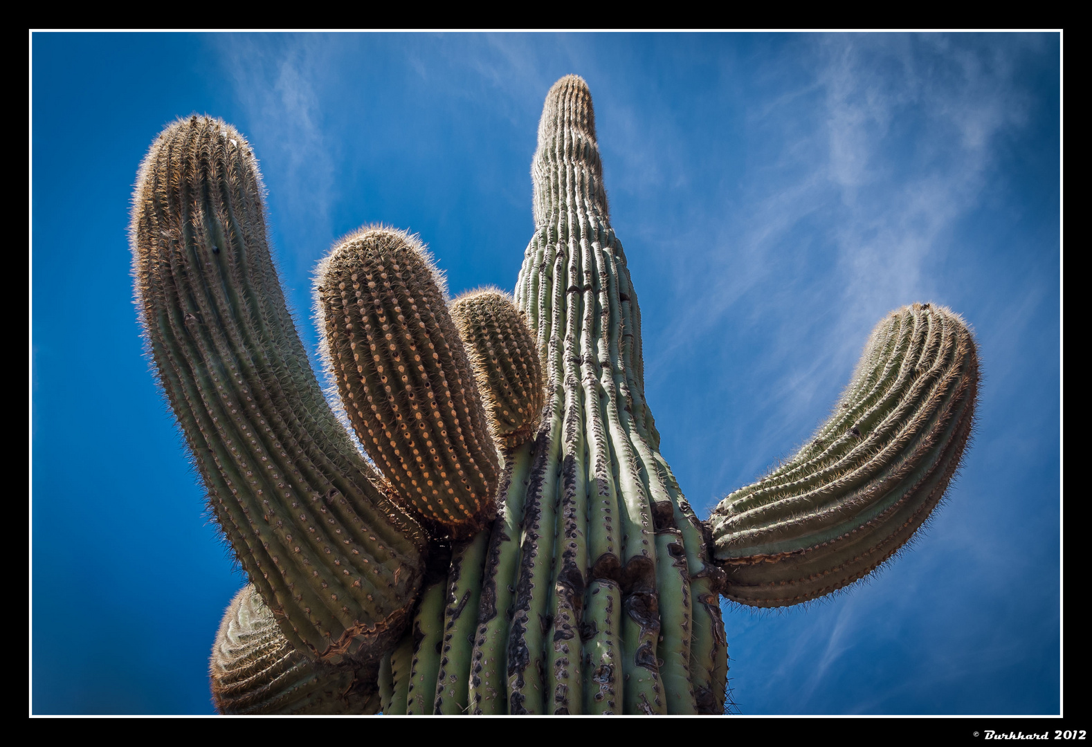 Saguaro