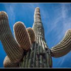 Saguaro