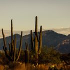 saguaro