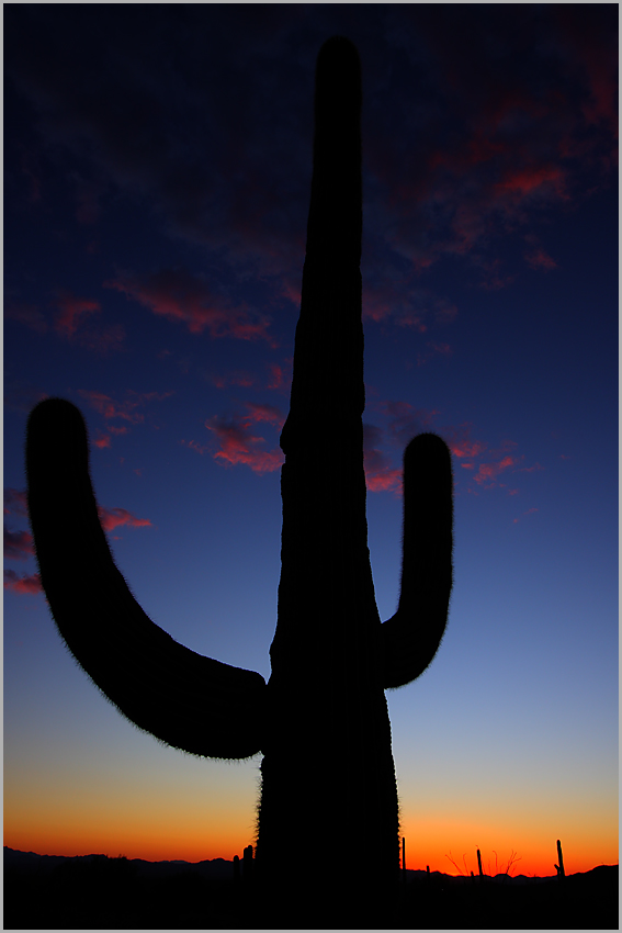 Saguaro Blue Hour