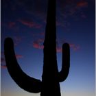 Saguaro Blue Hour
