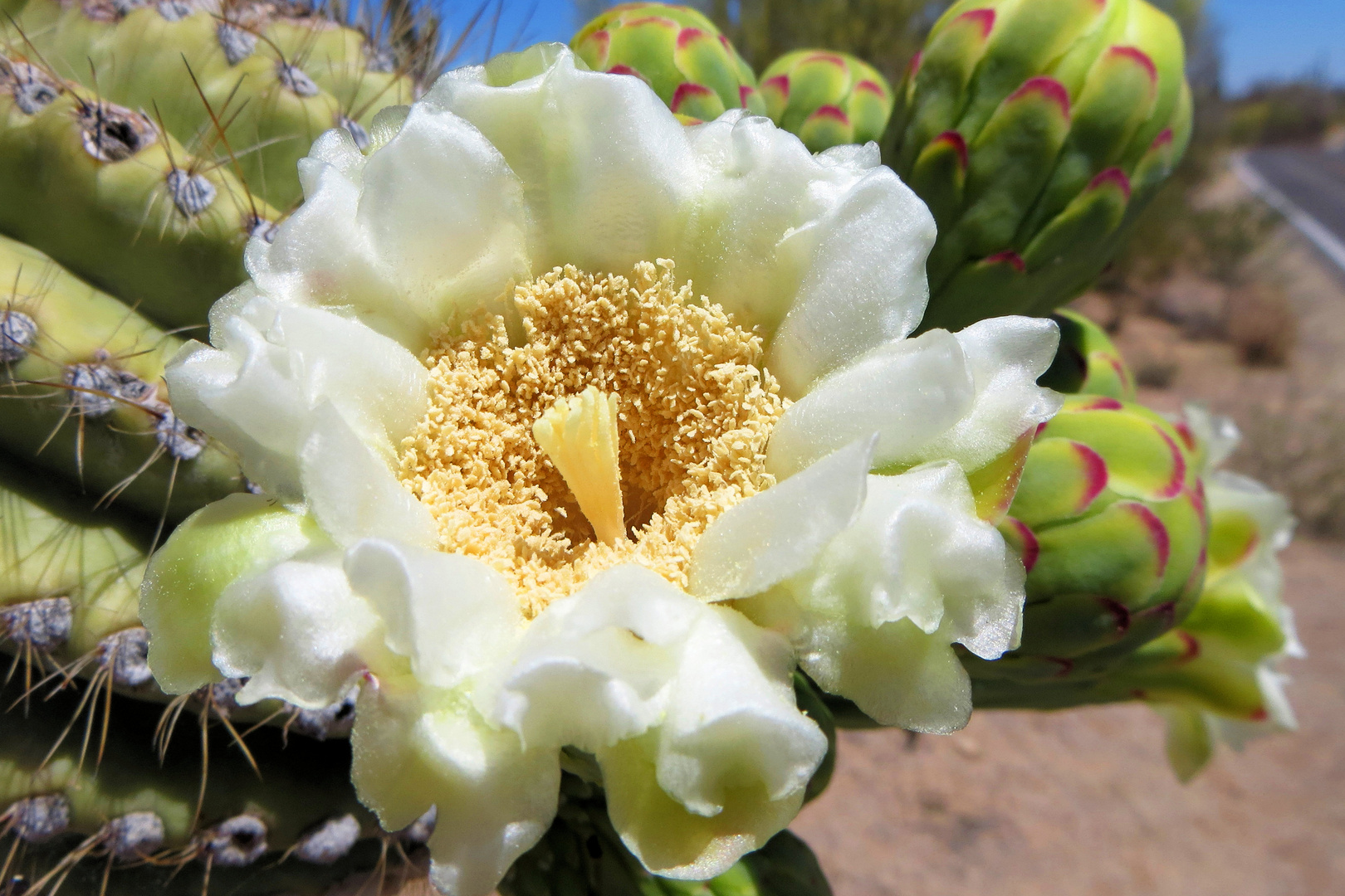 Saguaro-Blütenpracht