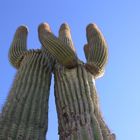 Saguaro Cactus