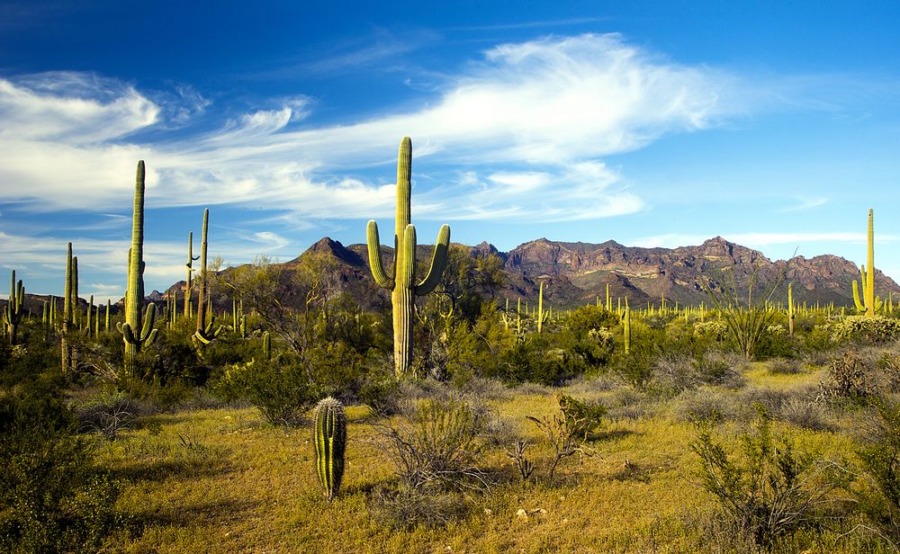 Saguaro Cactus am Ajo Mountain Drive