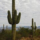 Saguaro