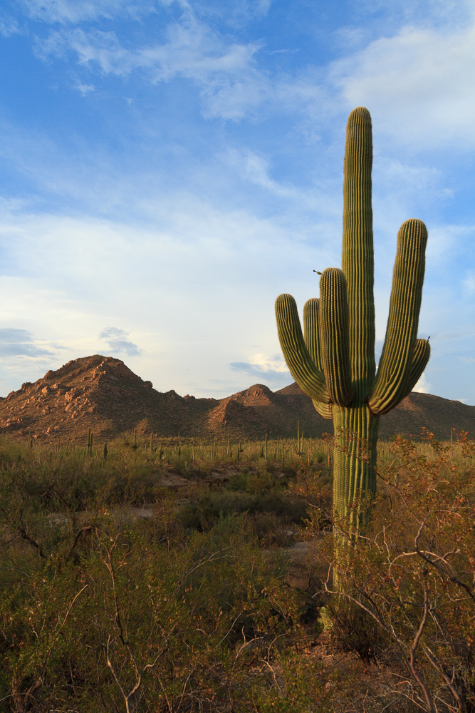 Saguaro