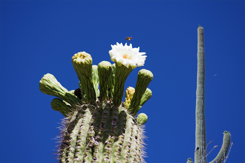 Saguaro - ein Experiment