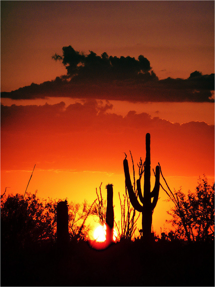 Saguaro II