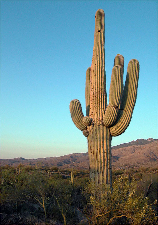 Saguaro in der Nähe von Tucson