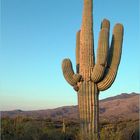 Saguaro in der Nähe von Tucson