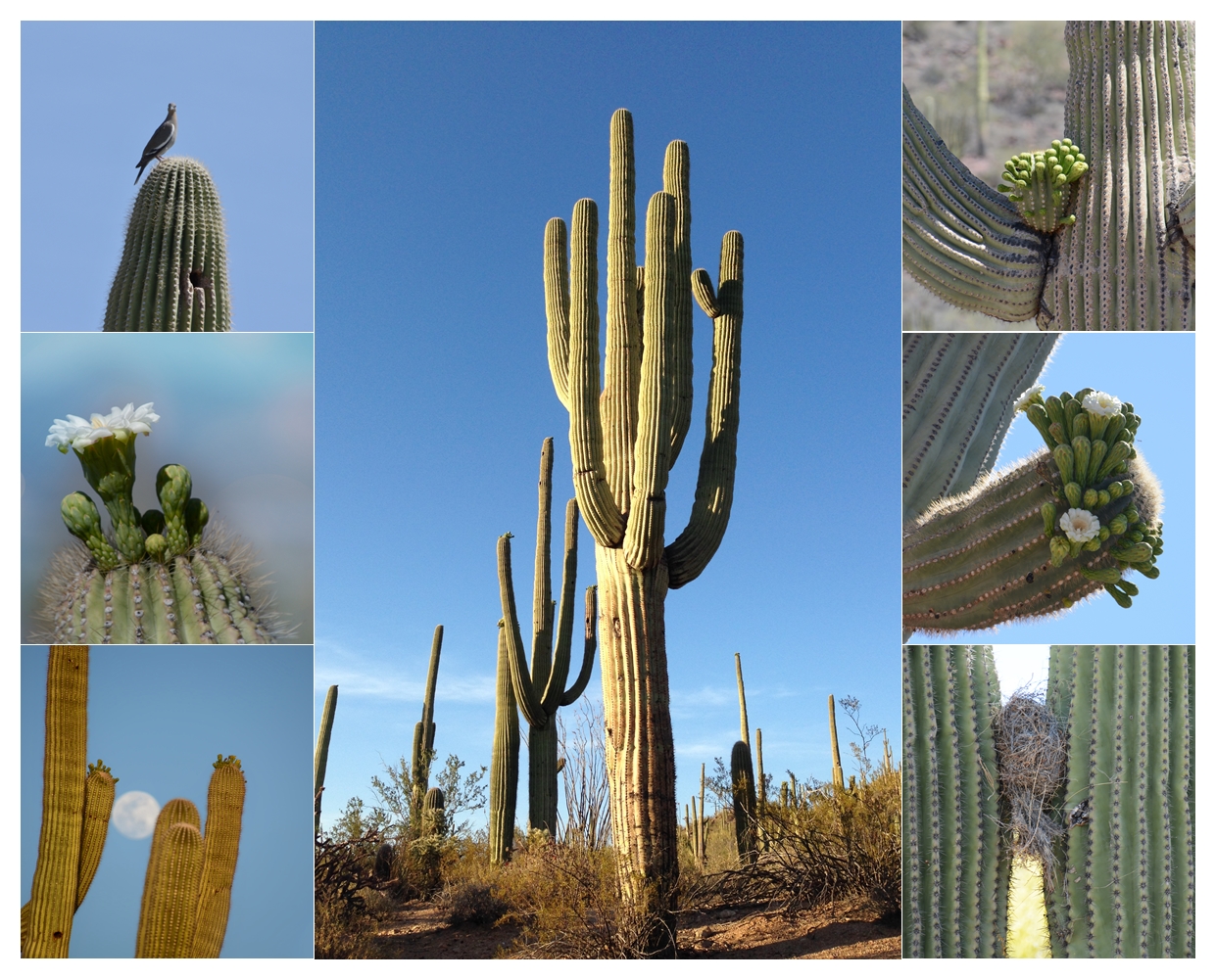 Saguaro Kakteen