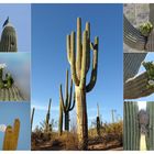 Saguaro Kakteen