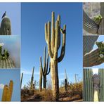 Saguaro Kakteen