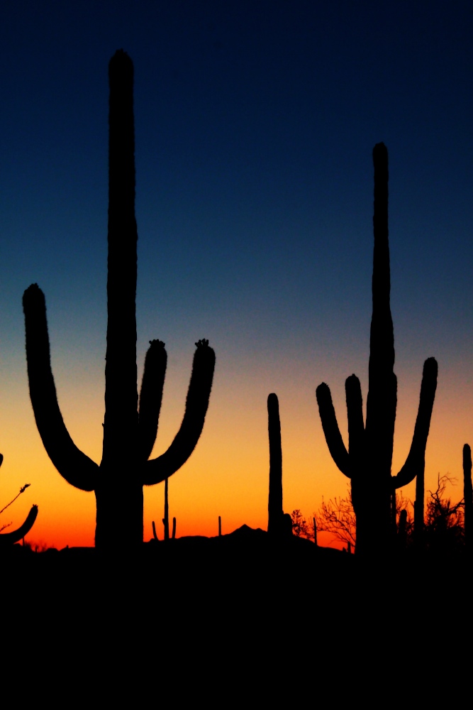 Saguaro Kakteen im Sonnenuntergang