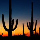 Saguaro Kakteen im Sonnenuntergang