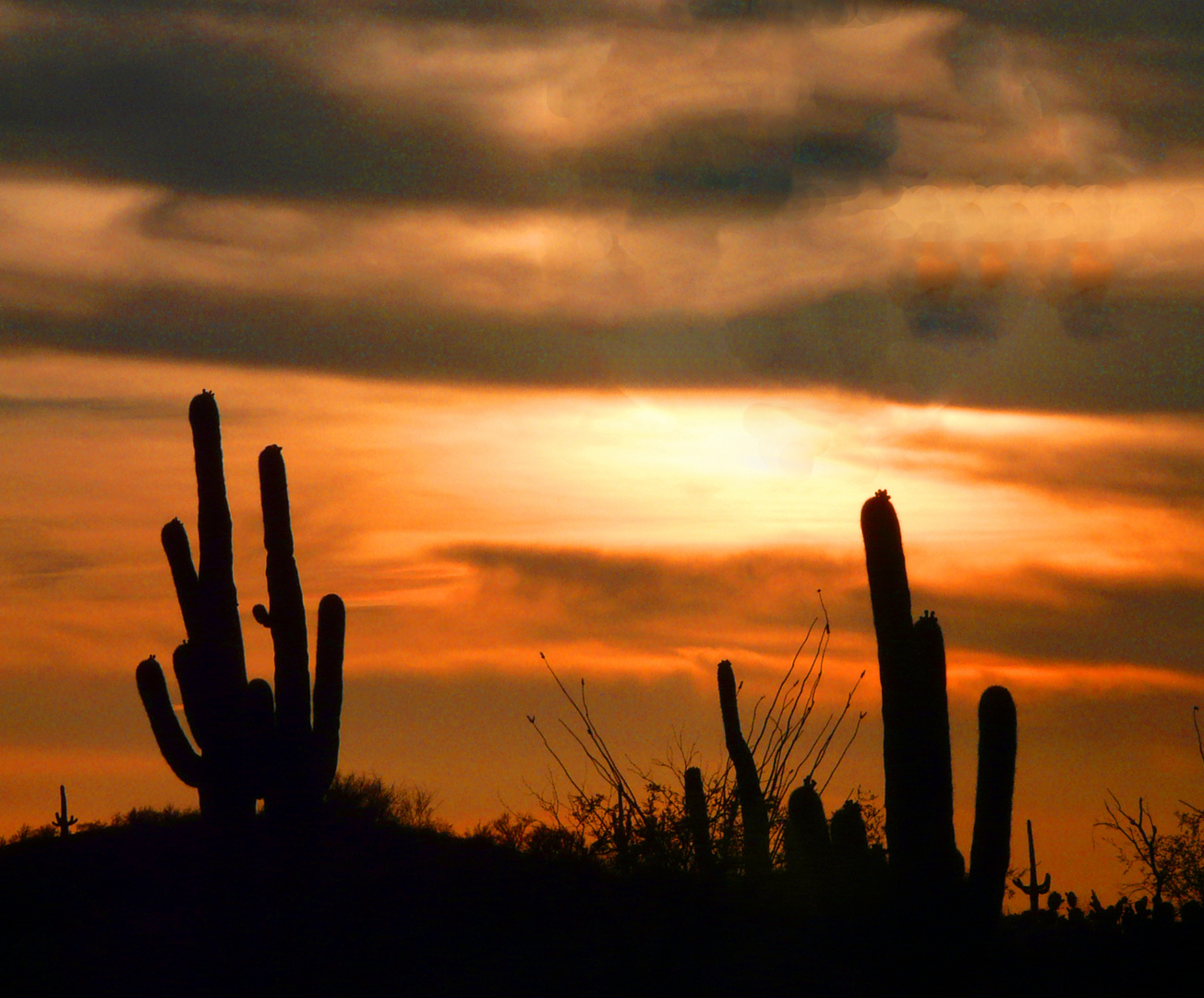 Saguaro Kakteen vor Abendhimmel 