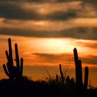 Saguaro Kakteen vor Abendhimmel 