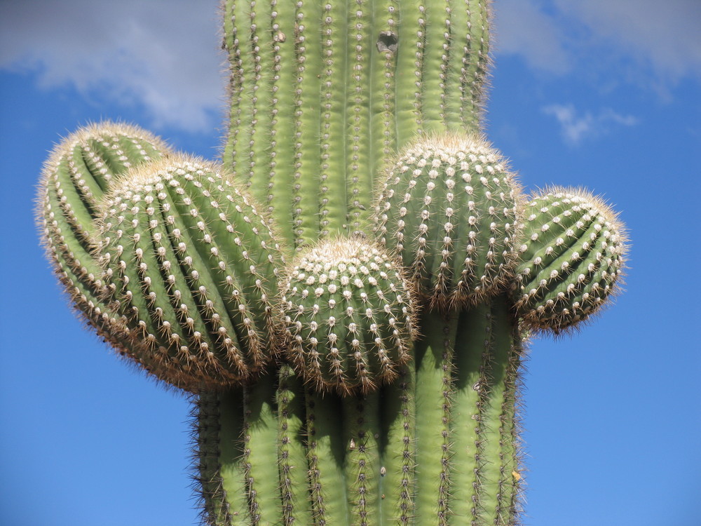 Saguaro Kaktus