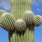 Saguaro Kaktus