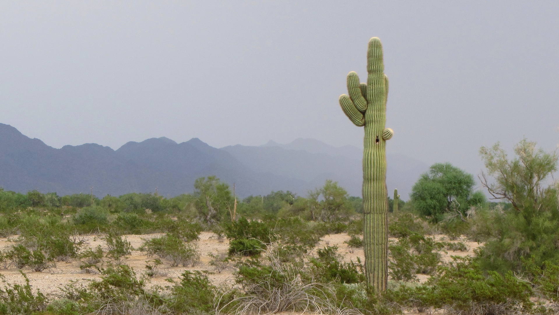 Saguaro-Kaktus