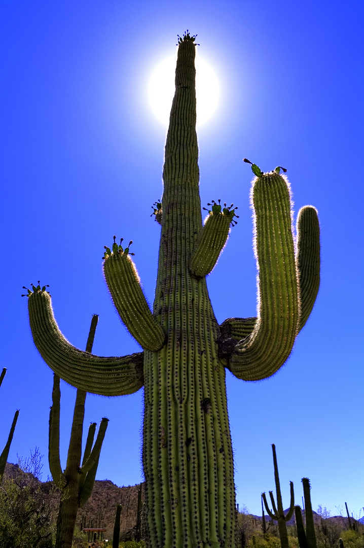 Saguaro Kaktus