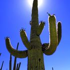 Saguaro Kaktus