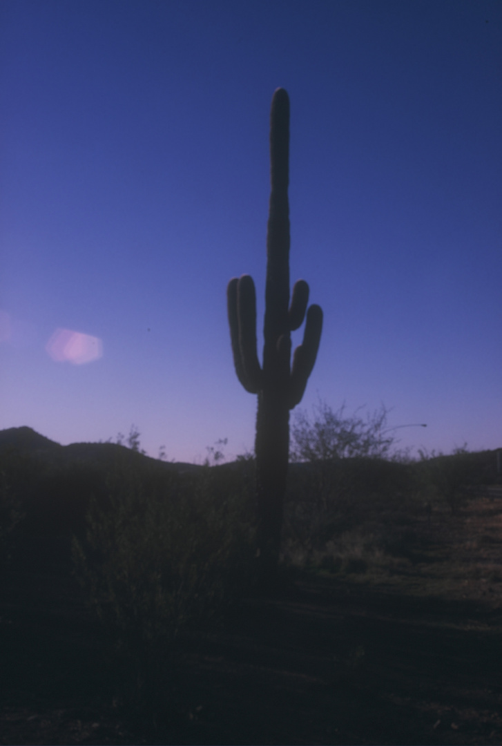 SAGUARO KAKTUS IN ARIZONA