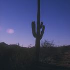 SAGUARO KAKTUS IN ARIZONA