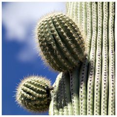 Saguaro Kaktus, oder ...