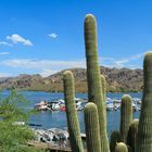 Saguaro Lake