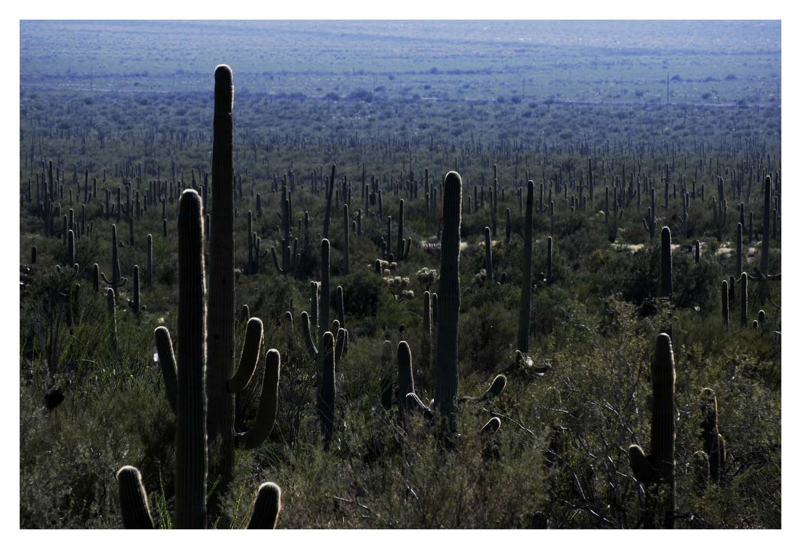 Saguaro Land