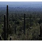 Saguaro Land