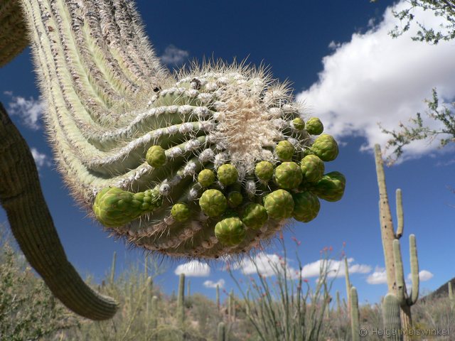 Saguaro mit Rosenkohl